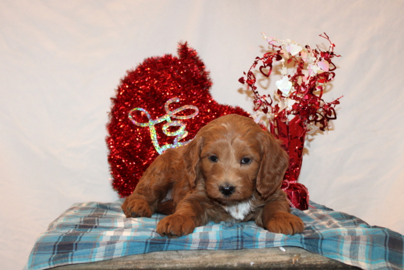 puppy, for, sale, Mini Goldendoodle F2, Matthew B. Stoltzfus, dog, breeder, Gap, PA, dog-breeder, puppy-for-sale, forsale, nearby, find, puppyfind, locator, puppylocator, aca